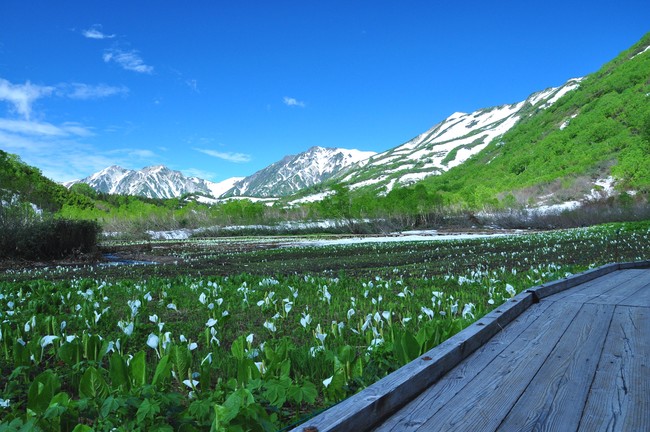 水芭蕉湿原