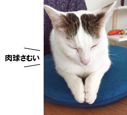 うちの猫がまた変なことしてる。