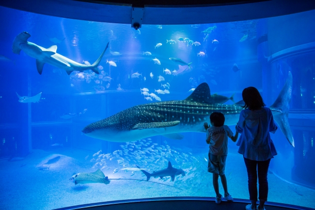 夜の水族館は特別な演出がいっぱい。目前を通り過ぎるジンベエザメや回遊魚をゆっくりと観賞できる