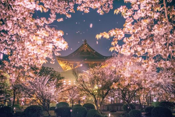 平成最後のお花見を楽しめる「関西の絶景桜」特集 