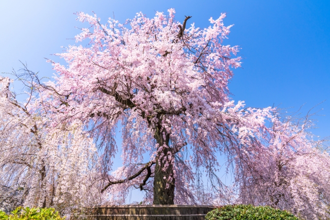 円山公園の桜