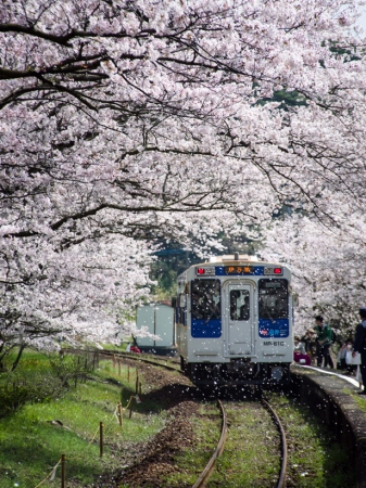 松浦鉄道・浦ノ崎駅の桜 撮影／pino1980さん