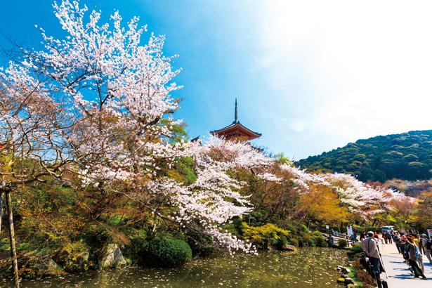 ついにお花見シーズン到来です！