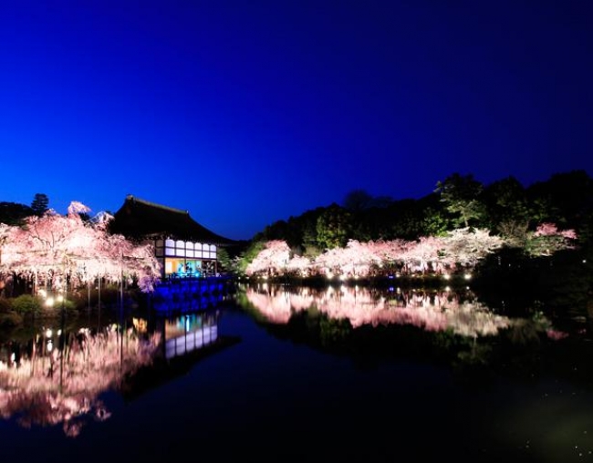 夜桜見物の混雑回避術も