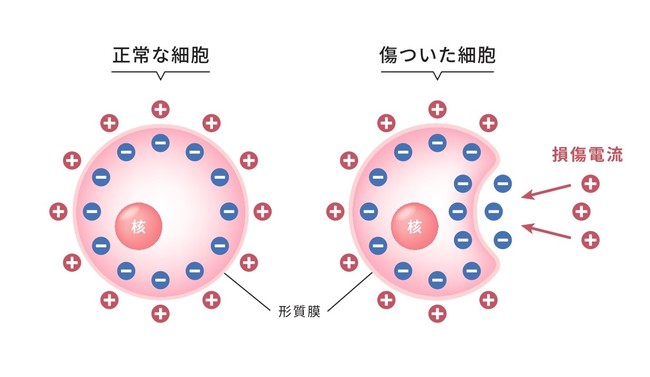 マイクロカレント説明図