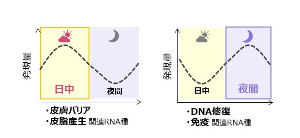 一日の中で発現変動する皮脂RNAと機能特徴