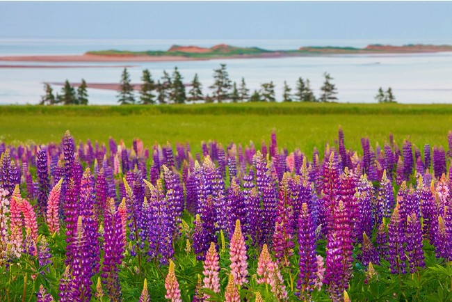 ©Tourism PEI ／John Sylvester