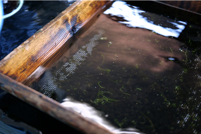 黄金川からの水揚げ後に、地下水の流れる作業場に持ち込まれたスイゼンジノリ。これから洗浄・選別作業が行われる。