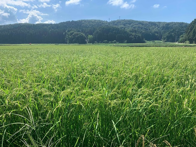 世界農業遺産に認定される美しい能登の田園風景