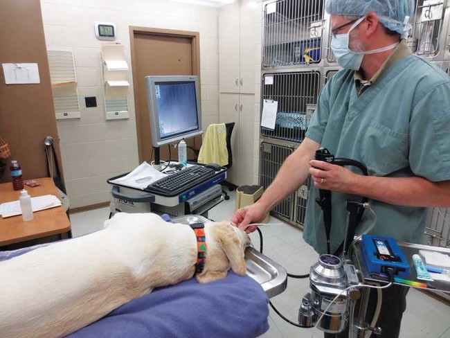 veterinary-endoscopy