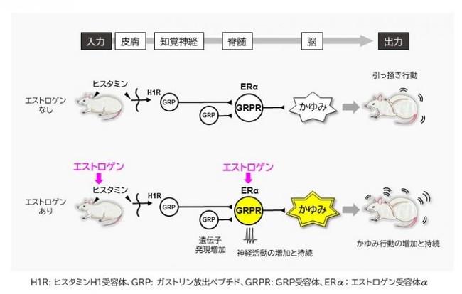 図2：エストロゲンが脊髄のGRP遺伝子発現を増加させ、皮膚へのヒスタミン投与によるGRP受容体発現細胞の神経活性化と神経発火の持続を導き、かゆみの感受性を高める。