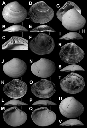 Sunetta crassatelliformis モシオワスレ（新種） A–Fの殻長：45.5 mm