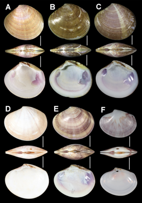 Sunetta menstrualis ワスレガイ Aの殻長：67.7 mm