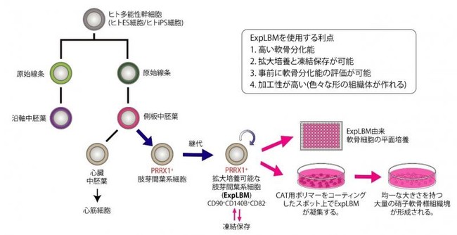 研究の概略図