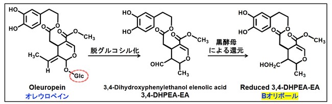 オリーブ葉中の オレウロペイン から Bオリボール ヘの変換反応