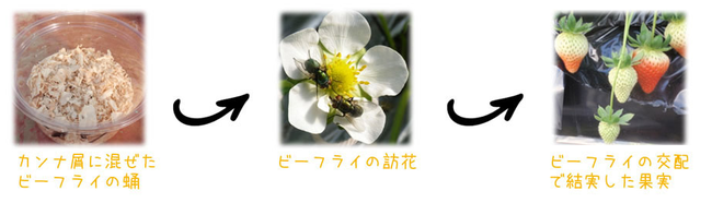 花粉媒介昆虫としてのヒロズキンバエ（商品名：ビーフライ）を利用したイチゴの促成栽培の例。イチゴ以外にマンゴーなどでも利用できる利点がある