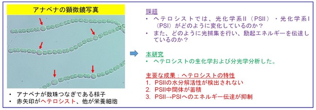 本研究の概要および成果