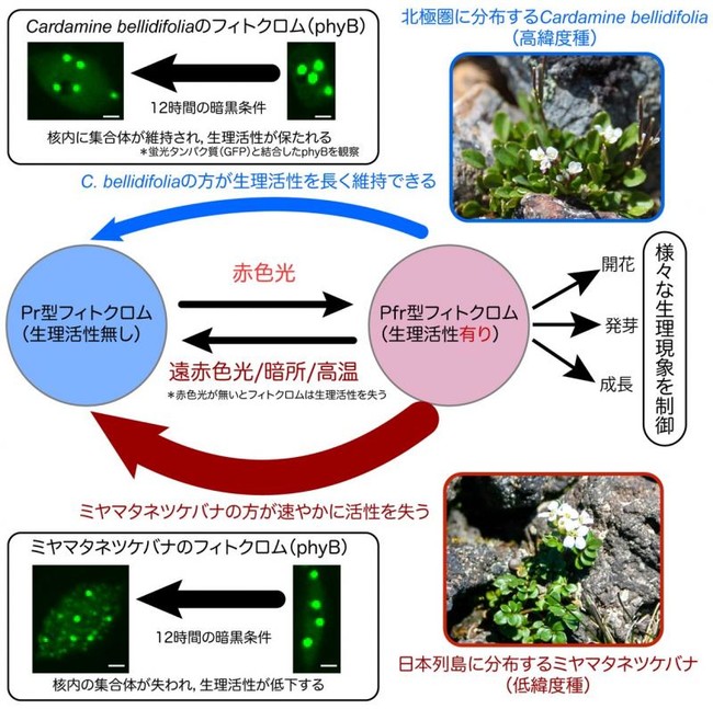 高緯度種と低緯度種で異なるフィトクロムの生理活性