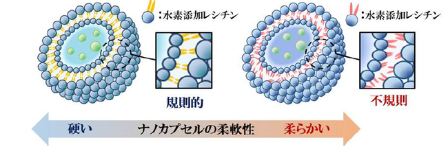 図3ナノカプセルの膜構造と柔軟性に関するイメージ図