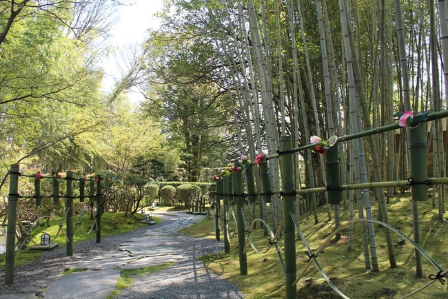 竹の回廊に並ぶ椿※画像は過去開催の時