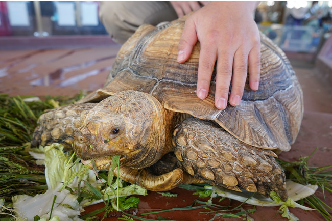 リクガメの食事する様子