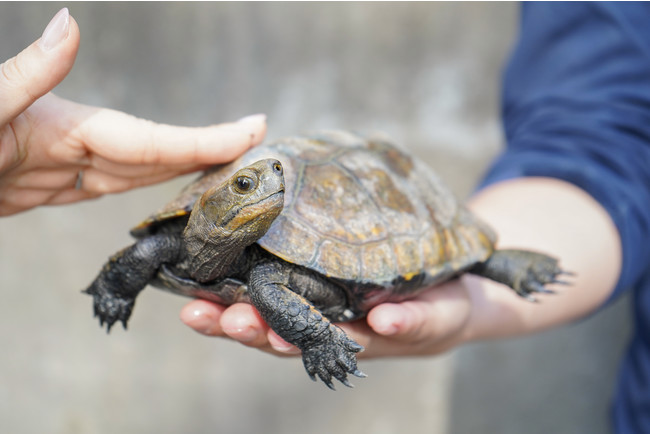 わくわく！どきどき！タッチング教室（イメージ）