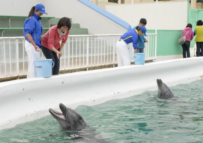 イルカへの給餌体験