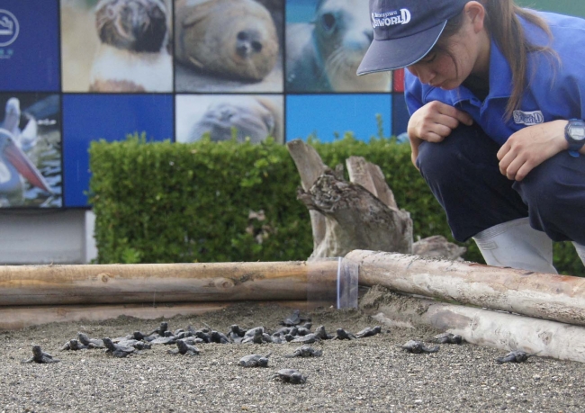 海に向かって歩き出すアカウミガメの子ガメたち