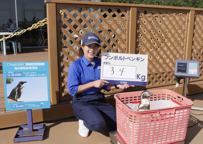 フンボルトペンギンの体重測定