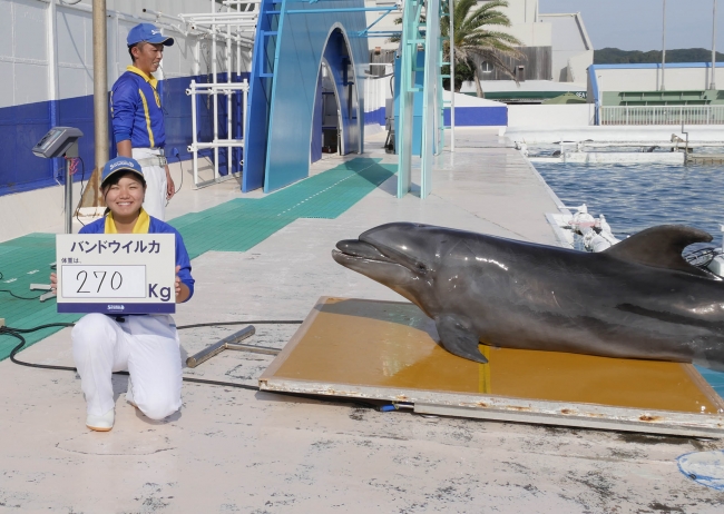 バンドウイルカの体重測定