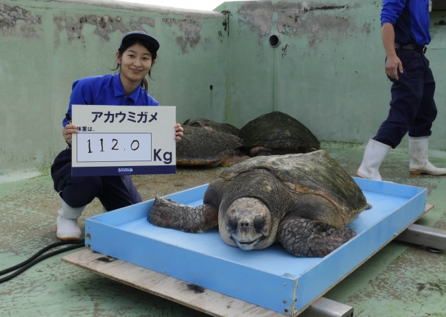 アカウミガメの体重測定