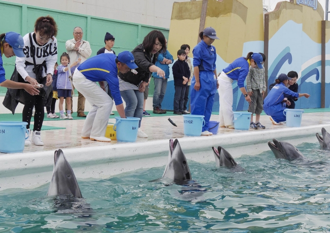 飼育の日にイルカの給餌体験