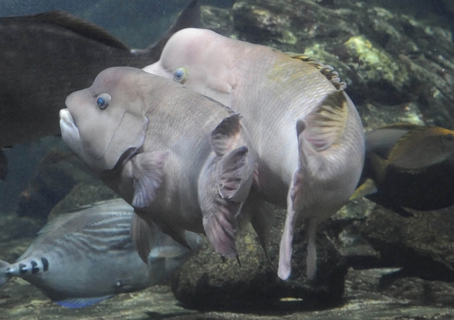 コブダイの繁殖行動