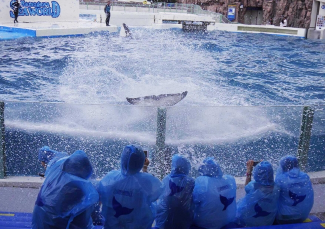 シャチのサマースプラッシュを体験