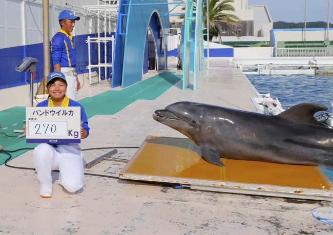 バンドウイルカの体重測定（昨年の様子）