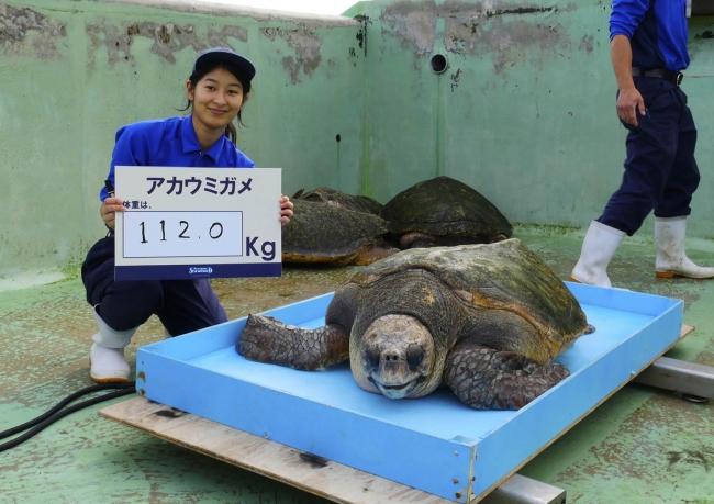 アカウミガメの体重測定（昨年の様子）