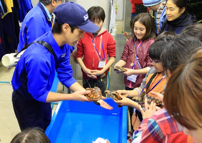 裏方見学で子ガメを観察