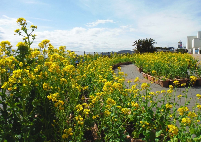 海岸通路の菜の花（昨年の様子）