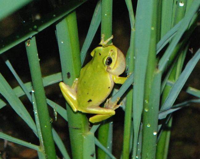 梅雨によく見られるニホンアマガエル