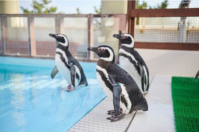 ペンギン広場を本館3階に新設