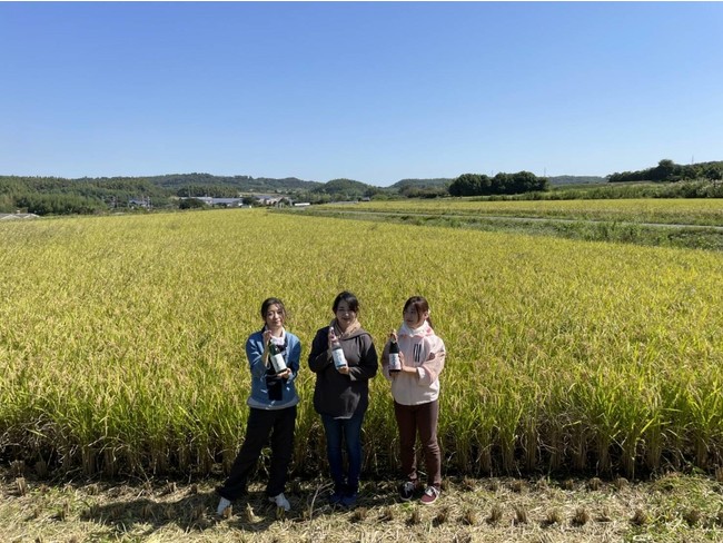 酒米「若水」の稲刈り（愛知県常滑市）