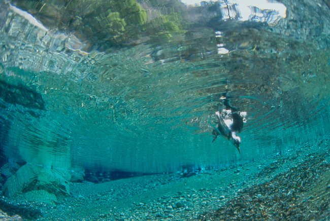 仁淀ブルー720mlのラベルで使われている写真（カワガラスが川に飛び込んだ瞬間）