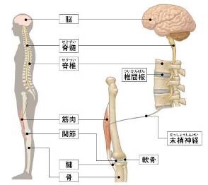 出典：公益社団法人　日本整形外科学会HP