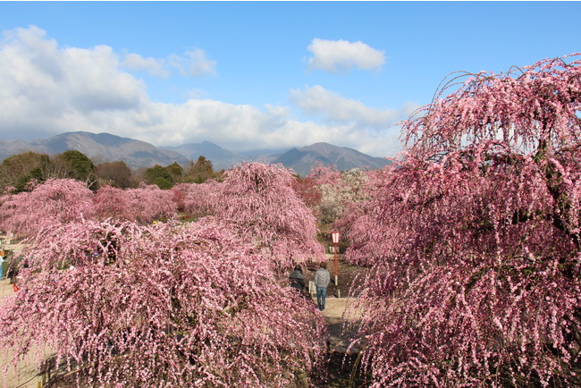 鈴鹿の森庭園