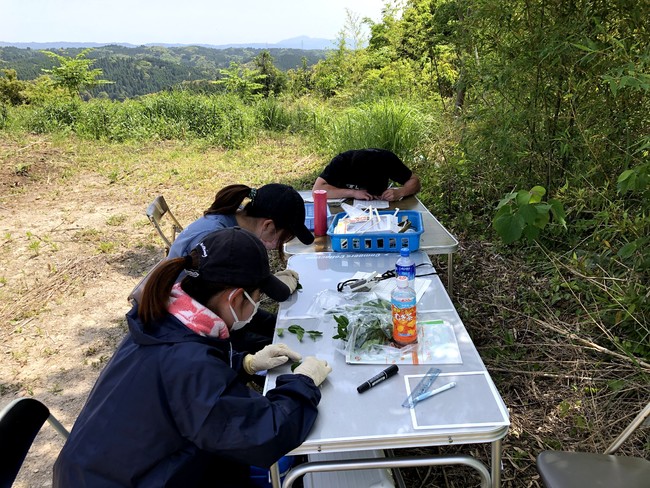 茶葉の確認作業