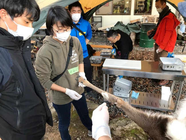 鹿の解体を熱心に学ぶけものみちメンバー