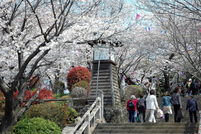 中継予定場所「飛鳥山公園」（過去の様子）