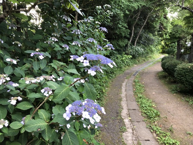 どこか懐かしい田舎道のあちこちに紫陽花が