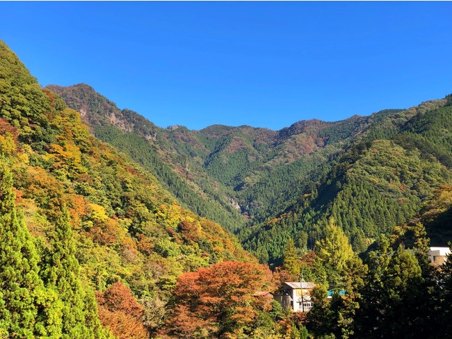 東京とは思えない雄大な紅葉の風景も楽しめます