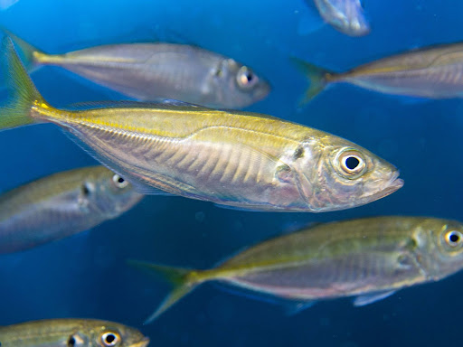 ▲函館朝市ミニ水族館の水槽で泳ぐアジ